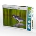 Produktbild CALVENDO 4059478913424 Dunkler Wasserläufer im Übergangskleid (Tringa erythropus) 1000 Teile Lege-Größe 64 x 48 cm Foto-Puzzle Bild von Will Thomas, Weiß