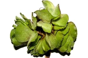 Mühlan Aquatic Plants 5 pcs Salvina natans for pond, floating plant against algae