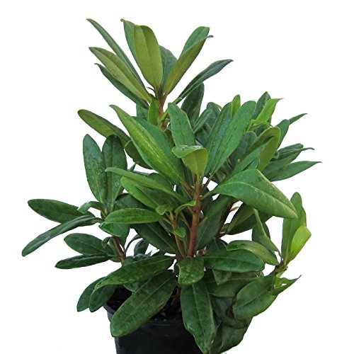 Rhododendron, 2 Liter blau/violett, 1 Pflanze - 3