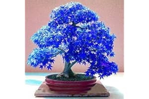 SWANSGREEN 20pcs Purple Blue Ghost Japanese Maple Tree, (Acer Palatum),Bonsai Flower Seeds,Tree Seeds,Potted Plant for Home & Garden by SVI
