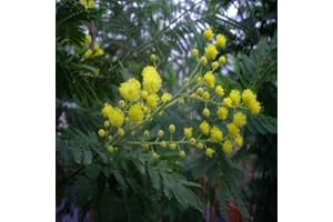 GIFTAPLANT Acacia Mimosa Tree - Scented Garden Plant for Mothers Day, Birthdays & for All Occasions