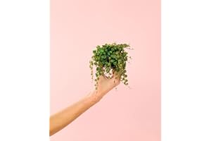 PUR PLANT Peperomia Prostrata | Planta Natural De Interior Colgante y Pet Friendly | Hojas Pequeñas Con Motas Plateadas | Delicada, Resistente y Purificadora | Maceta De Ø5 cm