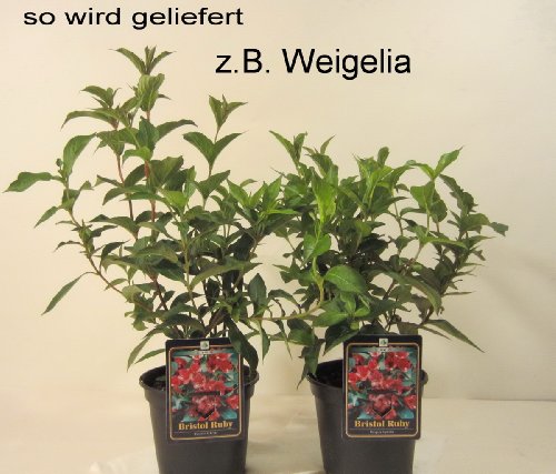 Preiswertes Blütensträucher-Sortiment, bestehend aus: Deutzia magnifica rosa, Kerria gelb, Philadelphus Schneesturm, Weigelia Bristol Ruby rot, Syringa vulgaris, Buddleia Royal Blue, Forsythia gelb, Deutzia scabra plena weiß - 4