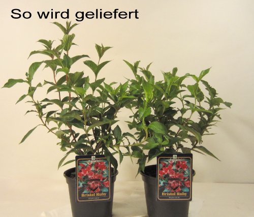 Weigelie Bristol Ruby® rot blühend. 1 Strauch. 2L Topf - 2