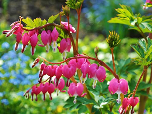 Preisvergleich Produktbild Lais Puzzle Tränendes Herz 1000 Teile