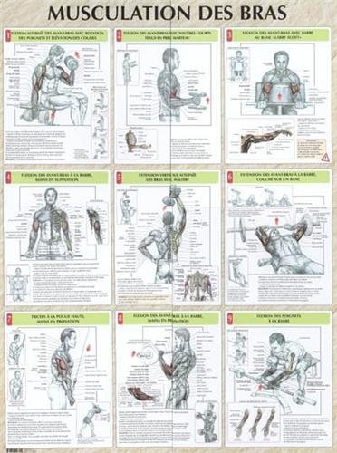 Download Musculation des bras : Poster Download Musculation des bras : Poster