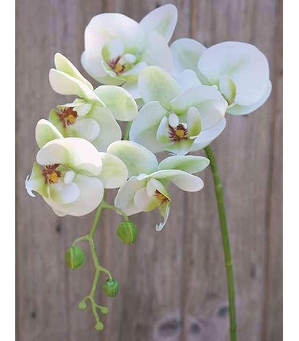 Albero di magnolia finto CETTINA,tronco vero, fiori, bianco,150cm - Alberi artificiali
