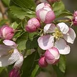 Aronia pflanzen Aronia pflanzen