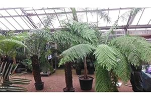 BLUMEN-SENF Baumfarn Dicksonia Antarktica 30-50 cm – Urzeitrelikt für Garten & Innenbereich | Pflegeleicht, frostbeständig, dekorativ