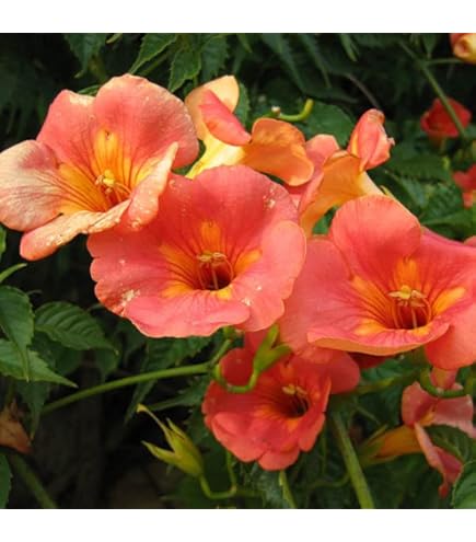 Pianta Bignonia Capensis - Rampicante Con Fiori Arancioni, Vaso 17cm - Foto 9