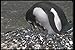 Produktbild 106020 Gentoo Penguin Adult With Small Chicks In Nest A4 Photo Poster Print 10x8