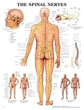 Image de The The Spinal Nerves 3D Raised Relief Chart