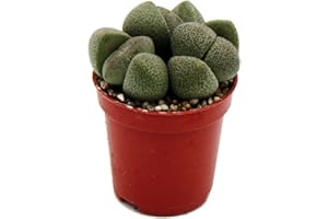 Exotenherz - Pleiospilos nelii - Pierre vivante - Granit vivant - Dans un pot de 5,5 cm