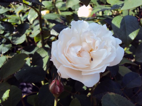 Englische Rose Winchester Cathedral ® Auscat ® Containerrosen im großen 7,5 Liter Topf