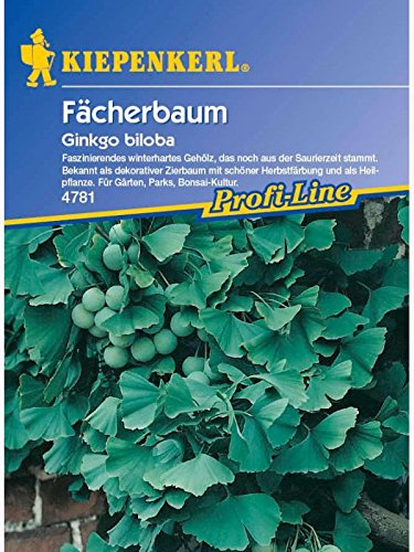 Kiepenkerl Gingko biloba