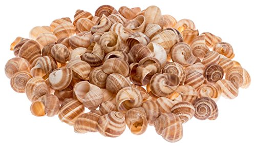 NaDeco® Weinbergschnecke natur 250g | Cornu aspersum | Deko Schnecken | Weinbergschneckenhäuser