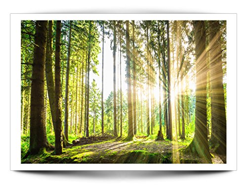 FOTOTAPETE Wald grün – KOMPLETT SET MIT KLEISTER – XXL 400×280 CM PREMIUM VLIES TAPETE – PROFI QUALITÄT (Keine Papiertapete, keine Blasenbildung) – Top moderne Wanddeko – Fototapete 3D Illusion – Riesen Wandbild – Top Design Tapete – Neue exklusvie Edition mit noch besser Druckauflösung – Deutsches Premium Vlies (Kein Import Vlies oder PVC), Schlafzimmer, Wohnzimmer, Kinderzimmer geeignet. FOB0083a84XL - 2