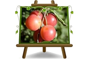EURO PLANTS VIVAI Susino Mirabolano (Rusticano) - Pianta da Frutto Vaso ø 24/26 cm - Altezza 160~180 cm - Età 4 Anni