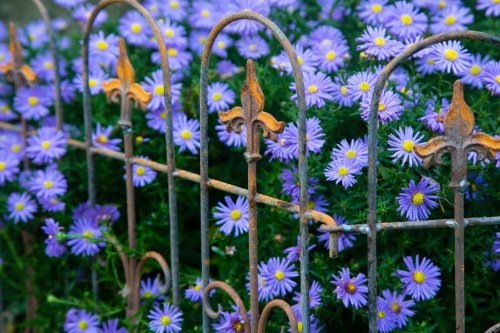 Nostalgischer Metallzaun / Beetzaun H: 80cm, Rost / Roheisen – Verlängerbar - 6