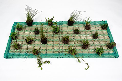 Pflanzinsel inkl. 20 winterharten Teich-Pflanzen, rechteckig, 125 x 55 cm – schwimmende Teichinsel mit Teichbepflanzung – Algen reduzieren in Koi-Teich durch Schwimmpflanzen auf Pflanzeninsel - 2