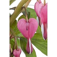 Dicentra spectabilis - Tränendes Herz - 11cm Topf