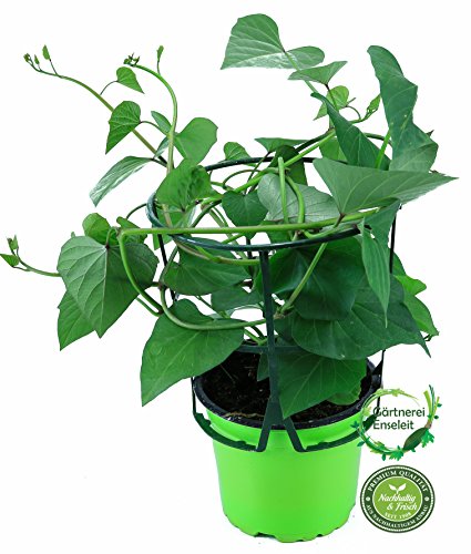 Süßkartoffel Pflanze, Gemüsepflanze aus Nachhaltigem Anbau, Ipomea batata