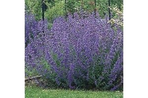 PARK FARM PLANTS Mint: Cat Mint Six Hills Giant (Napeta ‘Six Hills Giant') 9cm Potted Plant