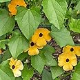 Thunbergia rampicante gialla (Semente)