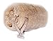 Loofah Scrub on a Rope 5 inches for Exfoliation