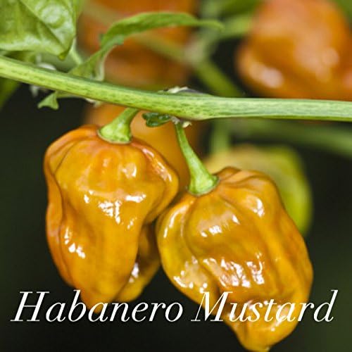 Habanero Mustard Seeds x10 (extremely hot)