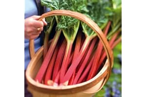 PLUGPLANTS.NET Pack X3 Vegetable Supersize XXL Plug Plants Rhubarb 'Victoria' Garden Plants