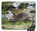 Produktbild Otter by a Stream. Mouse Pad, Mousepad