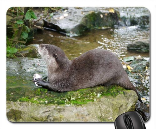 Preisvergleich Produktbild Otter by a Stream. Mouse Pad, Mousepad