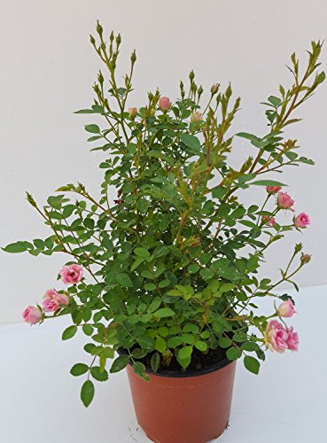 Topfrose duftend gefüllt kleinblütig „LillyRose™“ Neuheit 2017 winterhart im 12er Topf für Ihren Garten oder Balkon - 4