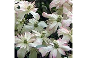 Clematis Montana 'Marjorie'- Clématite des montagnes 'Marjorie' 50-60 cm en conteneur