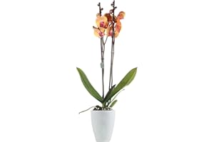 SMPLY. Orquídea Natural Phalaenopsis Flores Naranjas Planta de Interior Decorativa en Maceta Ø10 cm Altura 70 cm Hogar Oficina o Regalo