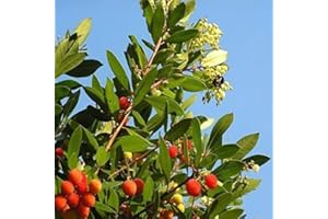 ILPETALOROSA PIANTA DI CORBEZZOLO, ARBUTUS UNEDO, FRUTTI CORBEZZOLI, PIANTE, FRUTTA V.18