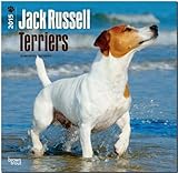Jack Russell Terriers 2015: Original BrownTrout-Kalender [Mehrsprachig] [Kalender] by 