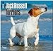 Jack Russell Terriers 2015: Original BrownTrout-Kalender [Mehrsprachig] [Kalender] by 