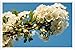 Produktbild Metall Poster Blechschilderplatte Blechschild Plakat Flower Tin Sign Flowering Branch Sky Spring Leaves 33506 Retro Weinlese Kunstdrucke by hamgaacaan (20x30cm)
