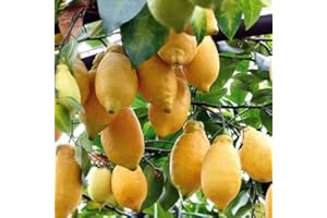 AMDGarden PIANTA di LIMONE 4 STAGIONI ALBERO DI LIMONE LUNARIO IN VASO 18CM agrumi di sicilia h 120cm