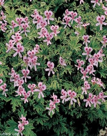 Zitronengeranie Sorte: Pelargonium Rosa (Pelargonium Orange Fire)