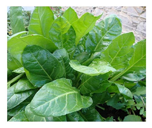 PREMIER SEEDS DIRECT - Spinach - Perpetual - 14 Gram ~ 700 Seeds