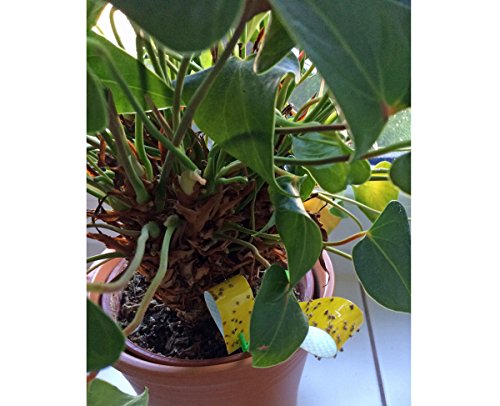 18 Stück Gelbtafeln Gelb-Sticker Fliegenfänger Sticker inkl. Stäbe zu Befestigung - 2