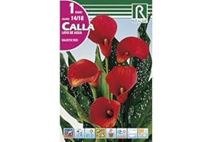 ROCALBA BULBO CALLA LIRIO DE AGUA MAJESTIC RED - CALA FLOR DE JARRO MAJESTIC RED - 1UD
