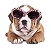 Produktbild Wandsticker Sticker Wandaufkleber Wanddeko Tiere Sonnebrille Bulldogge Hund (58x57cm)