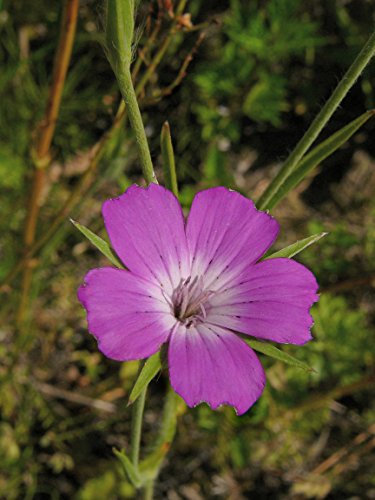 Gras & Wildblumensamen. Traditionelle Wiesenmischung 80 Gramm. MeadowMania Heimische Samen. Bedeckt bis zu 20 m². - 3
