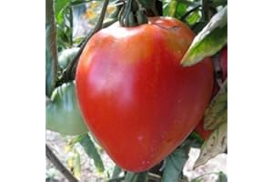 MAELSA Tomate coeur de boeuf 80 graines