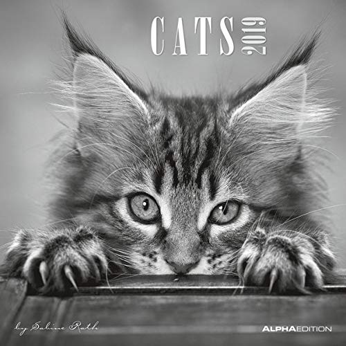 Cats 2019 - Katzen - Broschürenkalender (30 x 60 geöffnet) - schwarz-weiß - Tierkalender - Wandplaner