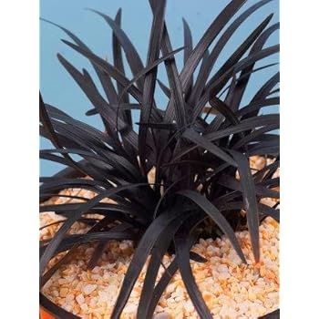 Schwarzes Ziergras - Schlangenbart - Ophiopogon